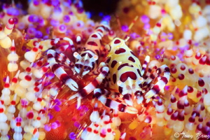 Sea urchin shrimp by Tony Yang 